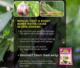 Chipku Pheromone Water Trap With Leucinodes Orbonalis Lure To Catch Brinjal Fruit Shoot Borer Insect, Moth. Useful in Brinjal & Egg Plant 8