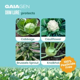 Gaiagen DBM Lure and Traps Pheromone Lure for Diamondback Moth (Plutella xylostella) & Insect Water Trap (Wota-T) 3