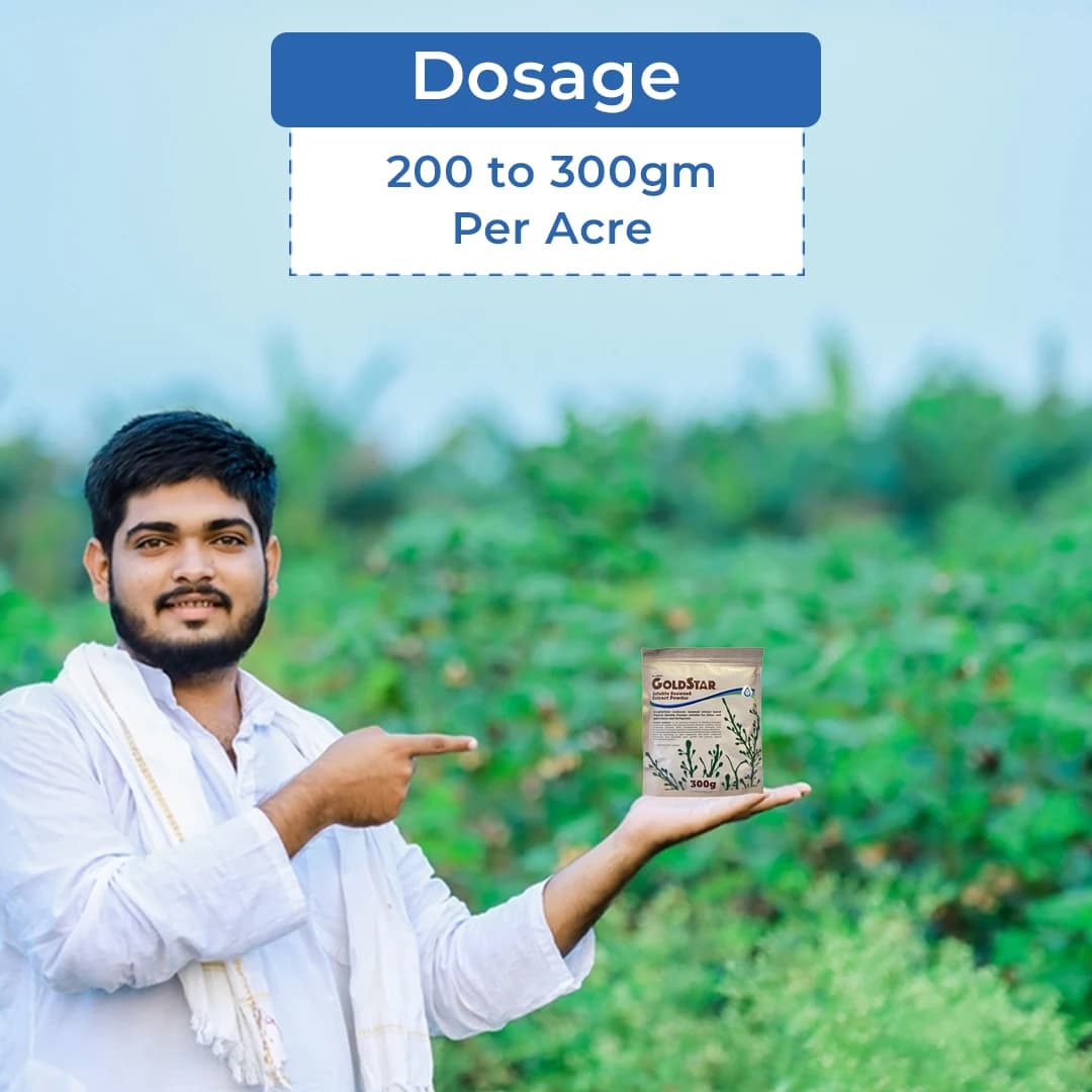 Acadian Goldstar Biostimulant, Ascophyllum Nodosum Seaweed Extract, Enhances Abiotic Stress Of Plant - Image 5