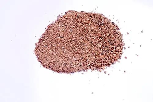 RK Seeds Fig Trees Seeds, Ficus Religiosa, Peepal Tree, Bodhi Tree, Pippala Tree,Peepul Tree seed, Ashwattha Tree, Sacred Fig - Ficus Religiosa Seed, - Image 2