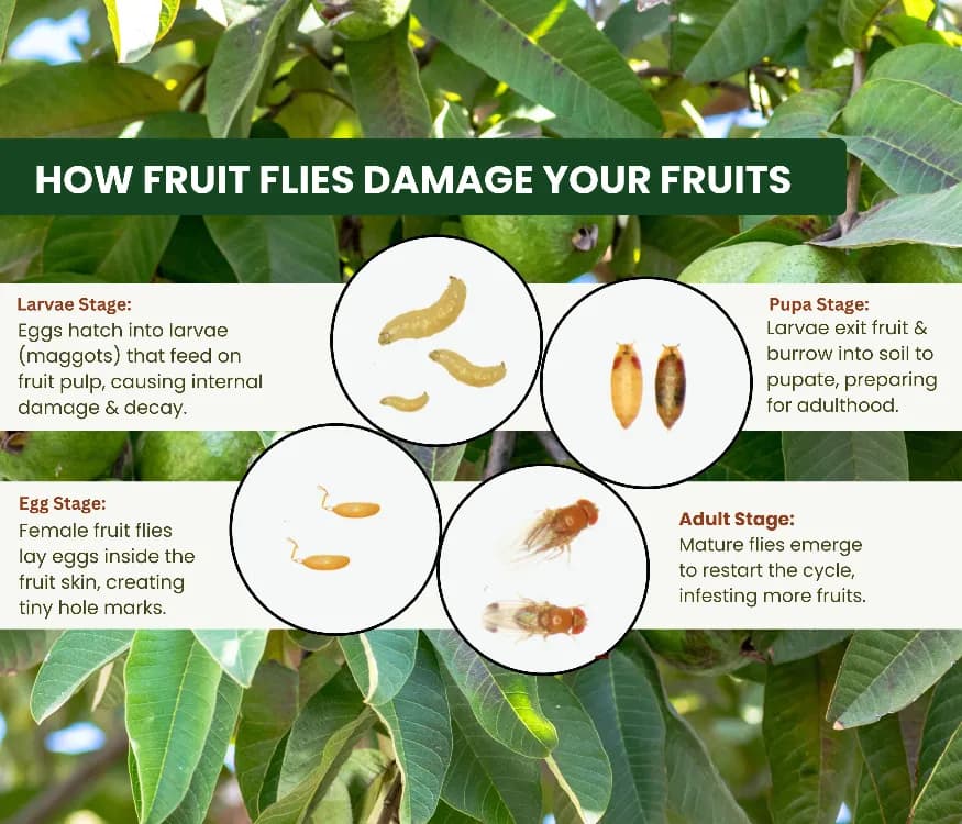 Chipku Fly Magnet Oriental Fruit-Fly With Max Plus Trap, Bactocera Dorsalis Catcher With Attractant Lure For Mango, Sapota, Papaya, Guava - Image 5