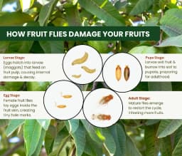 Chipku Fly Magnet Oriental Fruit-Fly With Max Plus Trap, Bactocera Dorsalis Catcher With Attractant Lure For Mango, Sapota, Papaya, Guava 5