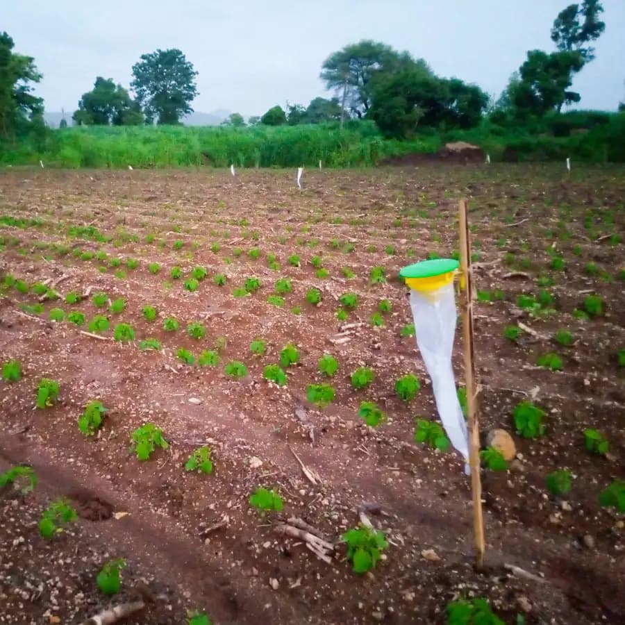 Funnel Trap with Spodo O Lure (Spodoptera Litura Pheromone) For Tobacco, Cotton, Red gram, Tomato and Chilli. - Image 7