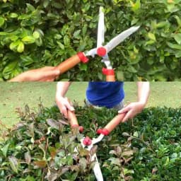 Wolf Garten Hedge Shears Wooden Handle (HS-W), Use For Hedge Trimming, Hedge Shaping, Precision Pruning 2