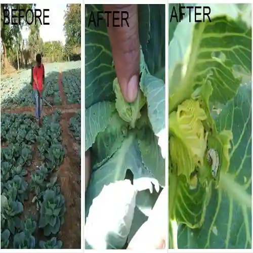 ALBATA Royal Larvend NOCA, SATTVIK and KRUSHI Certified, Non Toxic, Eco friendly. - Image 2