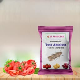 SK Agrotech Tuta Absoluta Tomato Leafminer Pheromone Trap With Lure - Effective Pest Control For Tomatoes 5