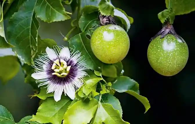 Pioneer Agro Industry Passion Fruit Tree Seed enhance the beauty of garden, landscapes, commercial crops, etc. - Image 4