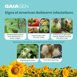Gaiagen Pheromone Lure For American Bollworm (Helicoverpa Armigera) And Insect Funnel Traps, IMO Certified 4