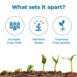 Nano Gold Fertilizer For All The Crops And Plants, Nano Gold Liquid Fertilizer Agriculture Growth Promoter For All Plants. 3