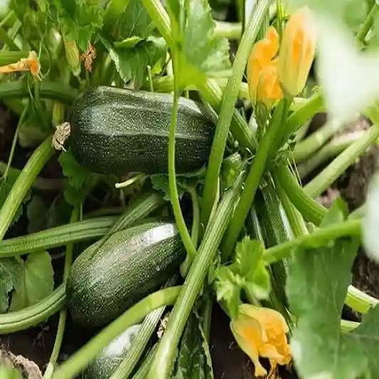 Jivit F1 Hybrid Zucchini Seeds Arjun Light Green, Early Maturity, Vigorous Growing Bush With Early Maturity.