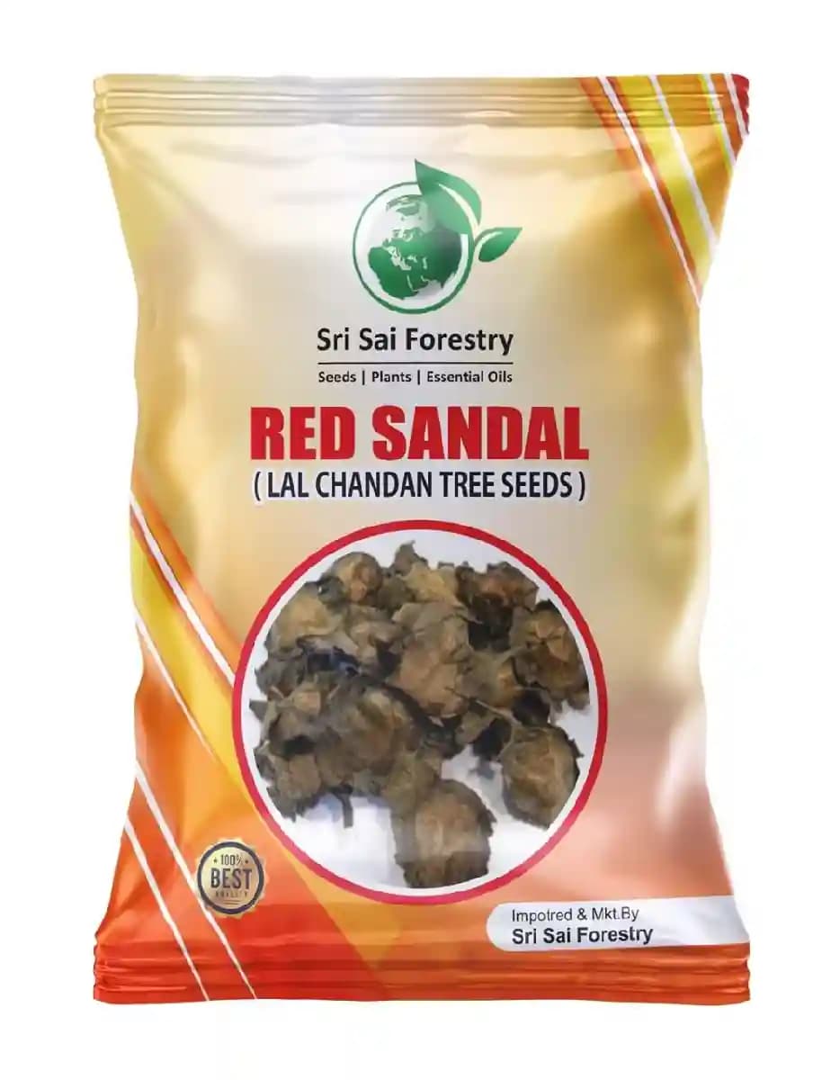 Sri Sai Forestry Red Sandalwood Tree Seeds, Lal Chandan Plant Seed, Santalum Album