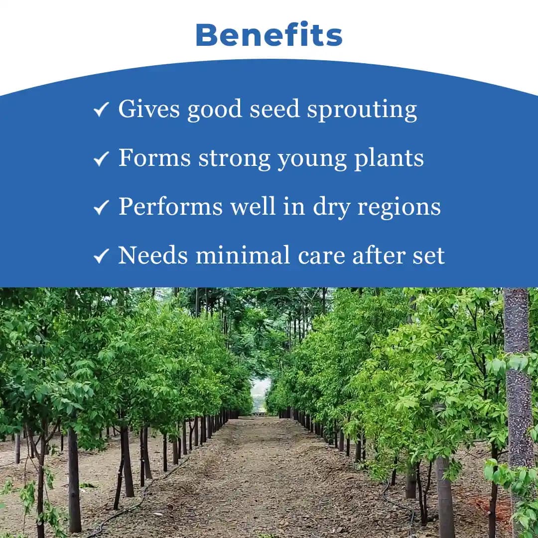 SRI SAI FORESTRY Red Sandal Seeds (Pterocarpus Santalinus , Lal Chandan or Raktachandan) - Image 4