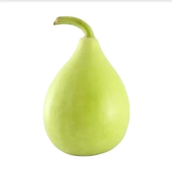 Jivit Hybrid F1 JS 355 F1 Hybrid Komal Type Bottle Gourd Seeds, Cylindrical Shape, Shinning Light Green Color. - Image 7