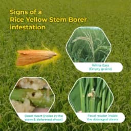 SK Agrotech Scirpophaga Incertulas (Rice Yellow Stem Borer) Pheromone Trap With Lure - Effective Control For Rice Yellow Stem Borer 7