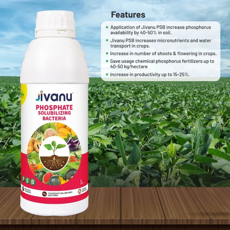 Green Revolution Jivanu PSB Phosphate Solubilizing Bacteria Liquid Bio Fertilizer, Improves Nutrient Uptake - Image 3