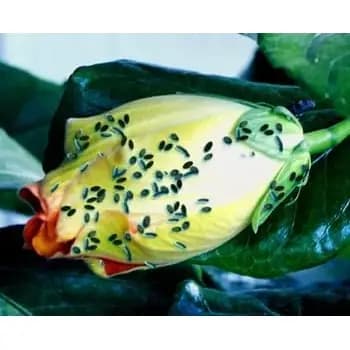 Ramcides Theme Acetamiprid 20% SP Insecticide, Effective For Whitefly And Sucking Pest Control For All Plants - Image 6