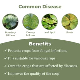 Arostel Fungicide - Azoxystrobin 11% + Tebuconazole 18.3% SC 3