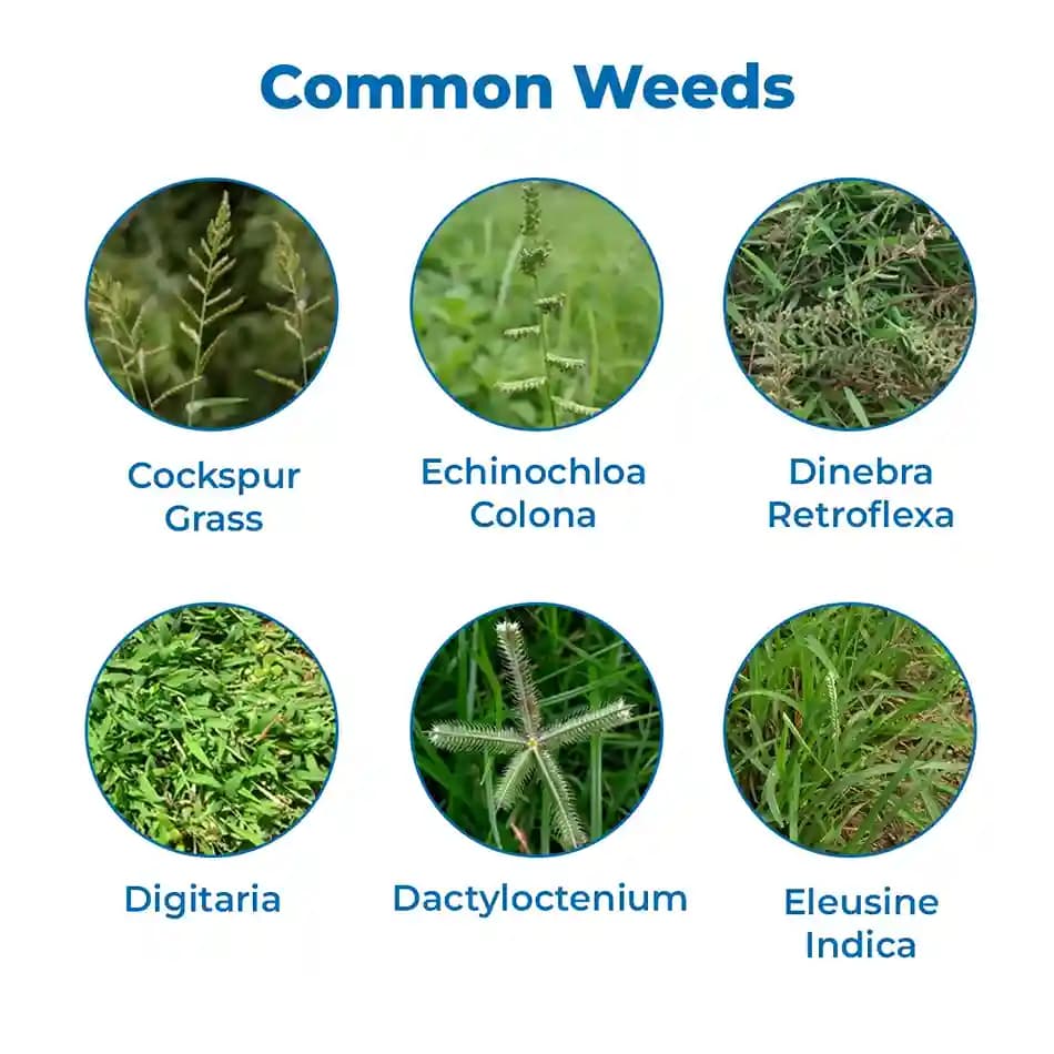 EBS Vardaan Herbicide - Image 3