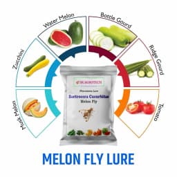 SK Agrotech Bactrocera Cucurbitae Mac Phll Trap With Melon Fly Lure - Effective Pest Control for Vegetables 3