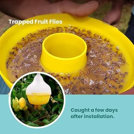 SK Agrotech Bactrocera Dorsalis Mac Phil Trap With Fruit Fly Lure - Effective Solution For Mango, Papaya, Pomegranate, Etc. - Image 4