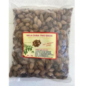 Melia Dubia Seeds Malaivembu Tree Seed, Best to Sow seeds, High Germination - Image 1