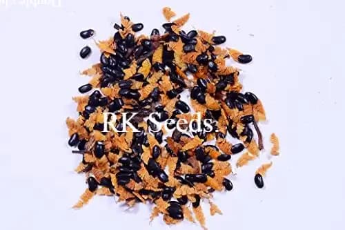 RK Seeds - Australian Teak Seeds, Acacia mangium Tree Seed, Black Wattle, Hickory Wattle, Mangium, Forest Mangrove, Natural seeds - Image 2
