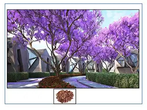 RK Seeds - Jacaranda, Blue Jacaranda Tree Seeds, Jacaranda Mimosifolia Seeds, Black Poui, The Fern Tree Seeds Ornamental Flowering Tree Seeds planting
