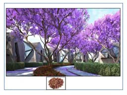 RK Seeds - Jacaranda, Blue Jacaranda Tree Seeds, Jacaranda Mimosifolia Seeds, Black Poui, The Fern Tree Seeds Ornamental Flowering Tree Seeds planting 1