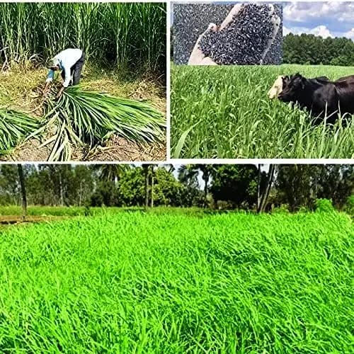 Sri Sai Forestry COFS 31 Grass Seeds For Goat And Cow, Multi Cut Fodder Seed - Image 10