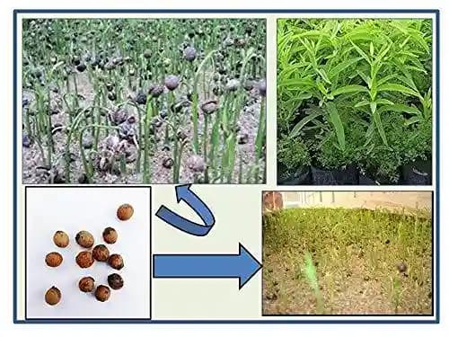 RK Seeds Sandalwood Seeds (Santalum Album), Sreegandha, White Chandan Seeds For Planting Sandalwood Plantation, Easy To Grow With Basic Care - Image 2