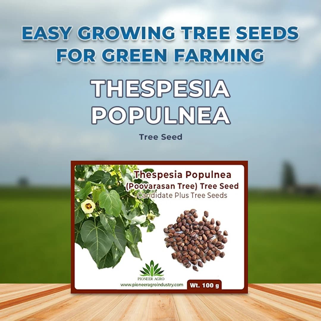 Thespesia Populnea (Poovarasan Tree) Tree Seed, Apple Shaped Fruit - Image 2