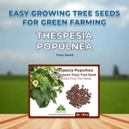 Thespesia Populnea (Poovarasan Tree) Tree Seed, Apple Shaped Fruit 2