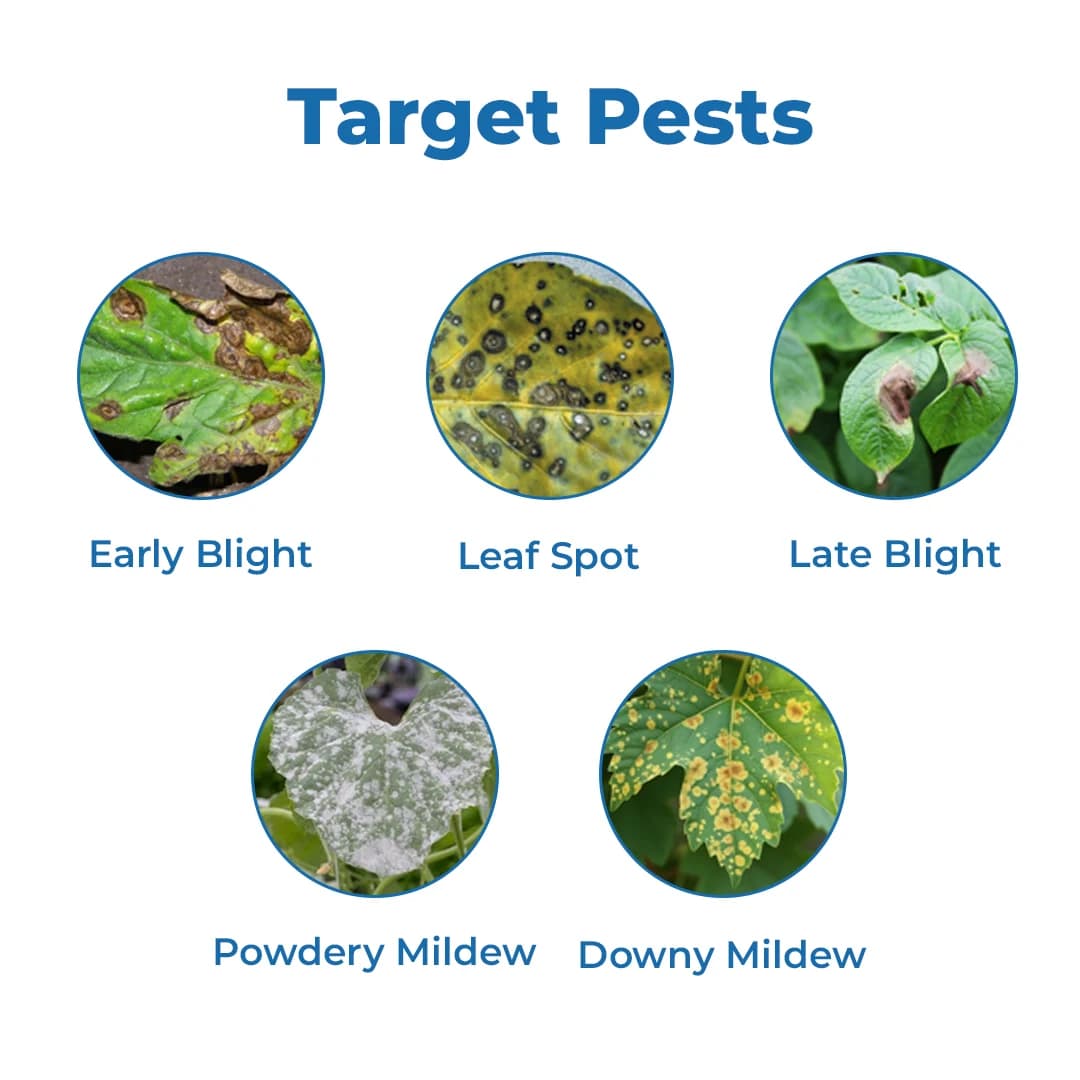 EBS C-ZEB Mancozeb 75% WP Fungicide, Control all Fungal Infections on Leaves Blast of Paddy, Use For Agricultural Plants and Home Garden - Image 3