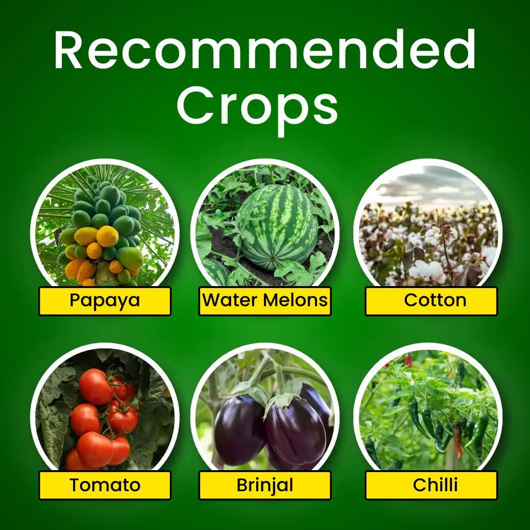 Katyayani Bhasam Beauveria Bassiana Bio Pesticide - Powerful Organic Insect Control for Managing Sucking Pests - Image 3