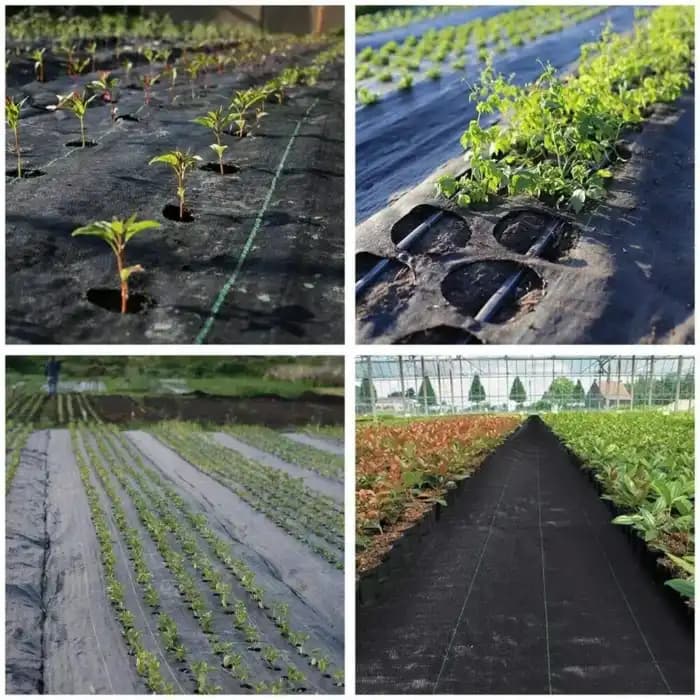 Singhal 110 GSM Weed Barrier Sheet, Landscape Fabric, Heavy Duty, Weed Block Gardening Mat For Gardens (Black) - Image 4
