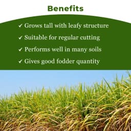 Sri Sai Forestry COFS 31 Grass Seeds For Goat And Cow, Multi Cut Fodder Seed 4