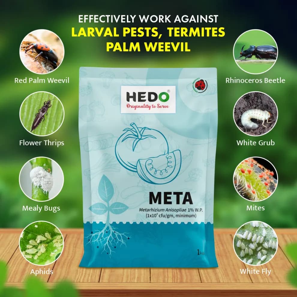 Hedo Meta (Metarhizium Anisopliae) Bio Pesticide, Effective Pest Control Against A Wide Range Of Insects - Image 2