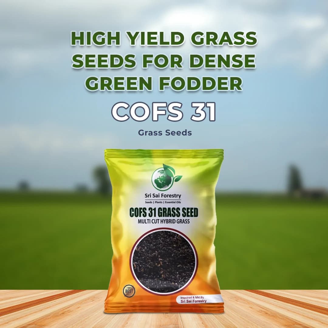 Sri Sai Forestry COFS 31 Grass Seeds For Goat And Cow, Multi Cut Fodder Seed - Image 2