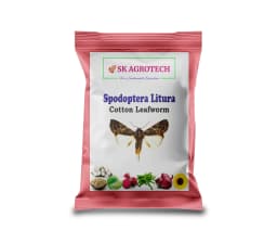 SK Agrotech Spodoptera Litura Cotton Leafworm Pheromone Trap With Lure - Effective Monitoring and Control 2