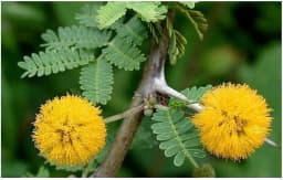 SRI SAI FORESTRY - Arabic Gum (Acacia Nilotica) Babool Tree seeds - Live Fencing Tree Seeds 6