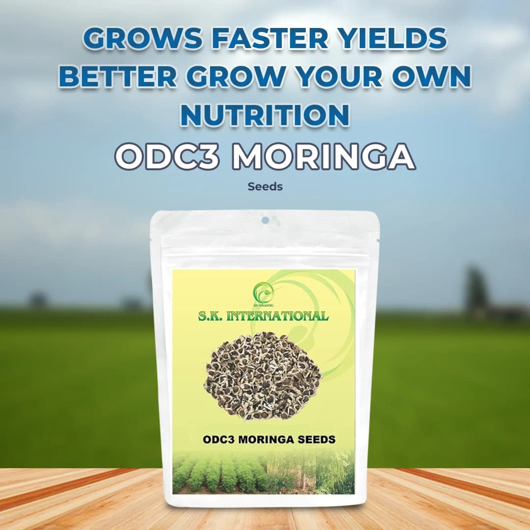 S.K. International ODC3 Drumstick (Moringa) Seeds - Image 2