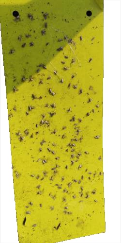Pheromone Trap With Plutella Xylostella Trap and Lure Set (10 Pack), For Control of Plutella Xylostella, Diamond Back Moth - Image 5