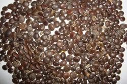 SRI SAI FORESTRY - Arabic Gum (Acacia Nilotica) Babool Tree seeds - Live Fencing Tree Seeds - Image 6