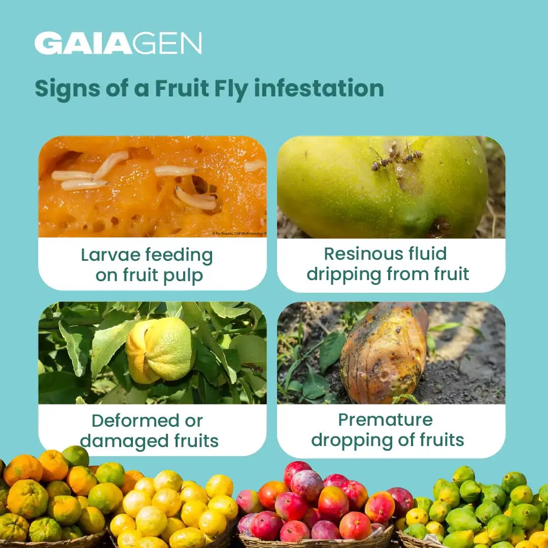 Gaiagen Bador Lure, Pheromone Lure For Fruit Fly (Bactrocera Dorsalis) And Insect Fly Trap, IMO Certified - Image 4