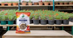 SRI SAI FORESTRY - Melia Dubia Seeds, Malabar Neem Seeds, Fast Growing Tree 9