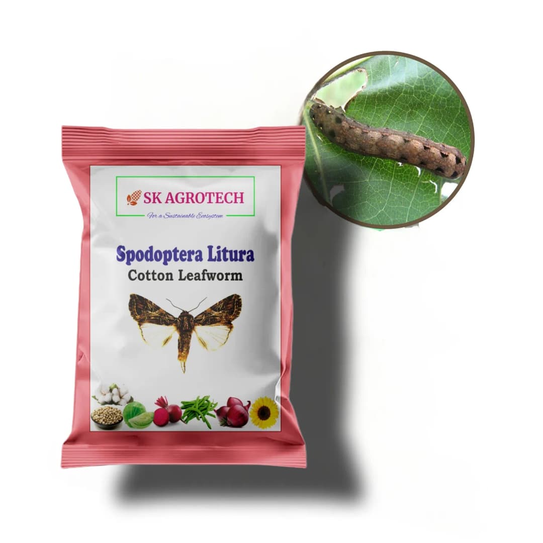 SK Agrotech Spodoptera Litura Cotton Leafworm Pheromone Trap With Lure - Effective Monitoring and Control - Image 4