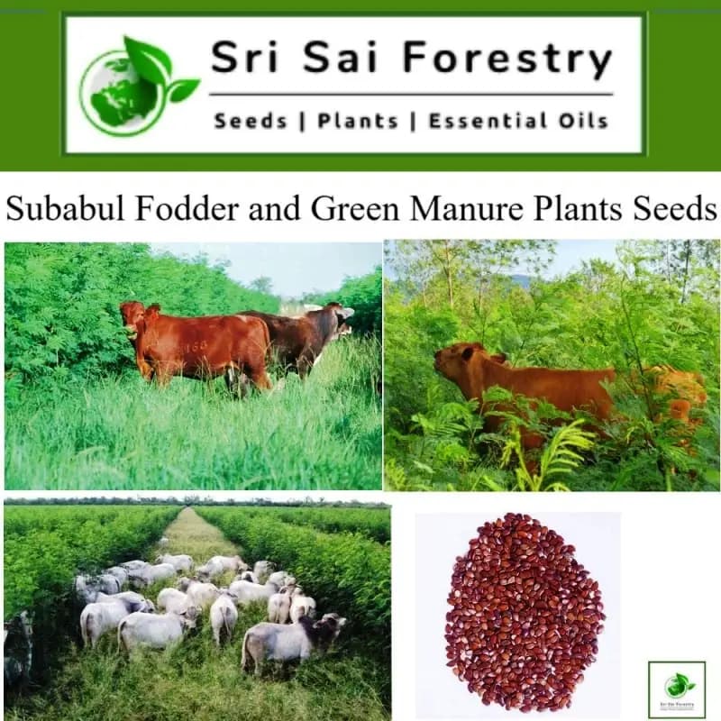 Sri Sai Forestry Subabul Seeds (Leucaena Leucocephala), Safed Babool, Ideal For Fodder Green Manure Plantation And Live Fencing - Image 12