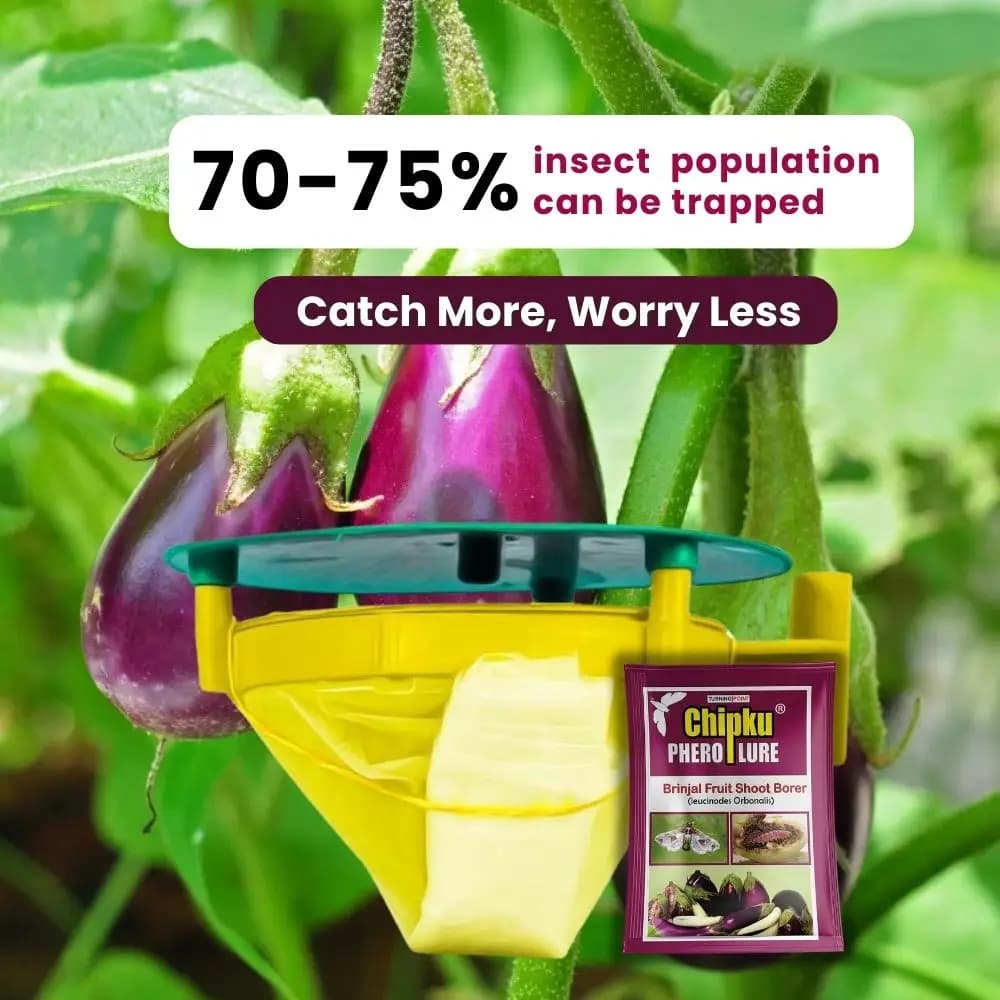 Chipku Pheromone Trap Funnel With Leucinodes Orbonalis Lure, To Catch Insect Moth Of Brinjal Fruit and Shoot Borer Lucin, Trap And Lure - Image 4