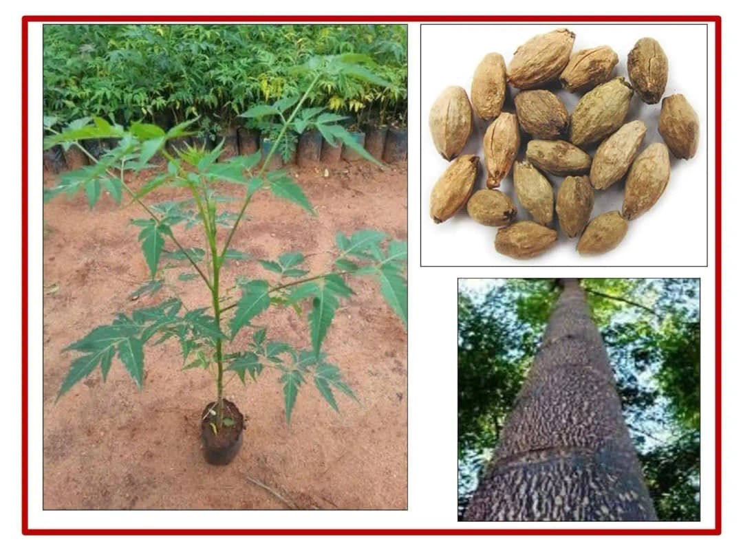 SRI SAI FORESTRY - Melia Dubia Seeds, Malabar Neem Seeds, Fast Growing Tree - Image 6