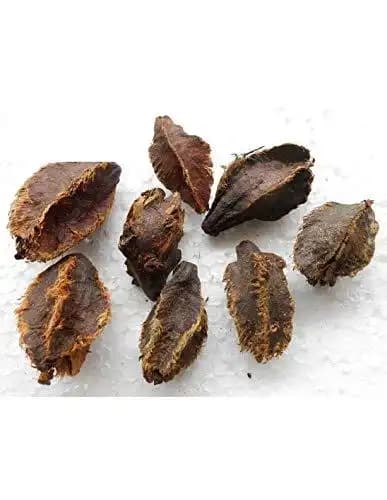 RK Seeds Sacred Terminalia Arjuna seeds , Arjun Tree seeds , Marudha Maram, Neer Maruthu tree seeds- Temple tree seeds,Arjun tree seeds for planting